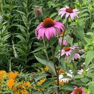 Picture of some echinacea flowers